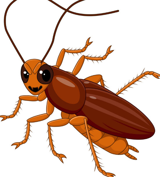 Hamam Böcekleri Tehlikeli Mi? Hamam Böceğinden Nasıl Kurtulabilirsiniz?