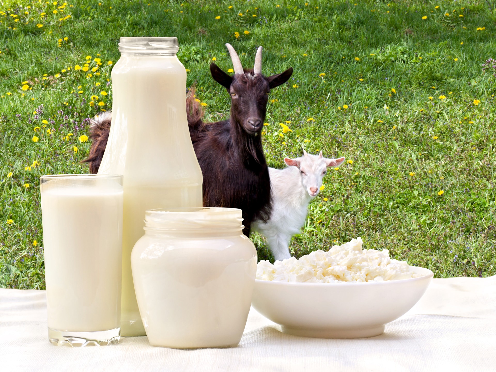 Оленье молоко. Козье молоко. Коза молоко. Молочная продукция из козьего молока. Сыр козий и коза.