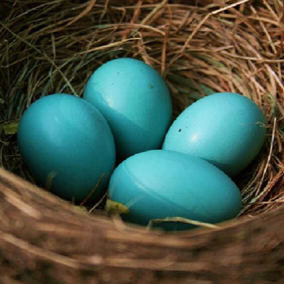 Mavi Yumurta Kaç Kalori