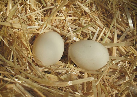 Ördek yumurtası Kaç Kalori