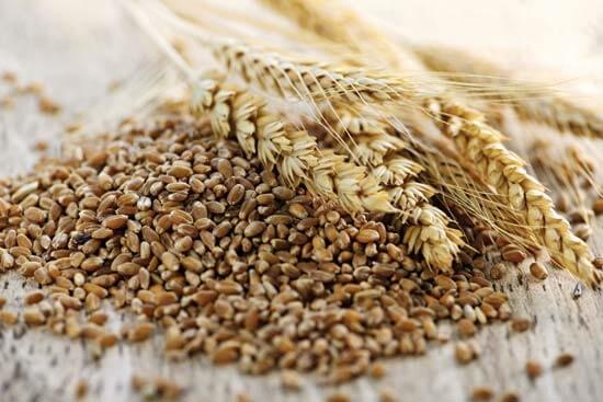 Tritikale Buğdayı Kaç Kalori