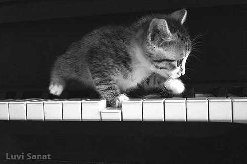 Kedi Uyutma Müziği Kedileri Etkileyen Sesler