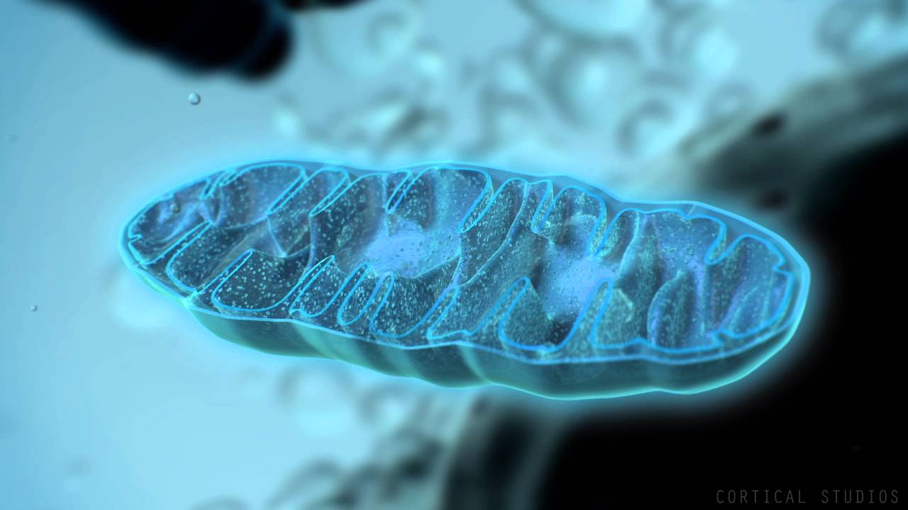 Mitokondri, Egzersize ve Yüksek Yağlı Diyete Nasıl Tepki Verir?